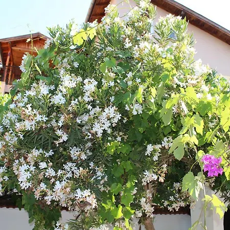 Turtle Beach Bungalows * Dalyan